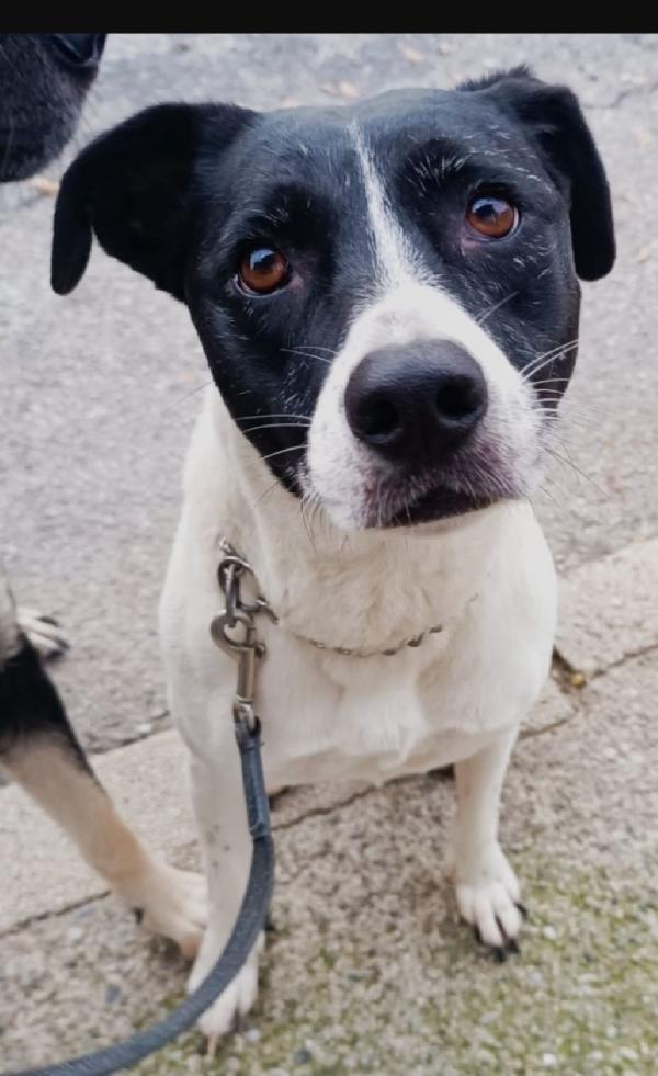 Polka 5anni salvata e salita a Milano 3anni fa  Foto 8