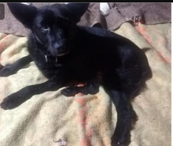 Lucky Nero 8Anni Kg7/8 Ovada ( Al)