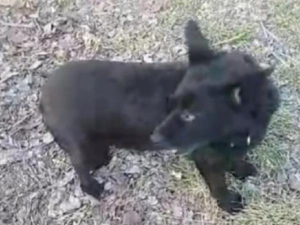 Lucky nero 8anni kg7/8 OVADA ( AL) Foto 4