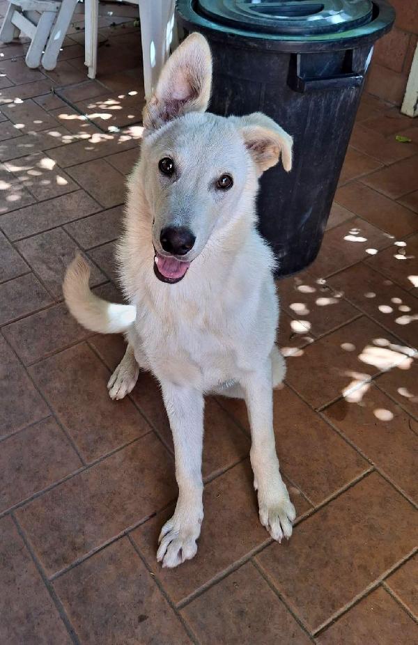 Sid, 11 mesi un cane adorabile Foto 4