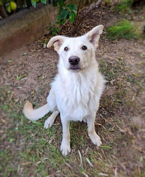 Sid, 11 mesi un cane adorabile Foto 5