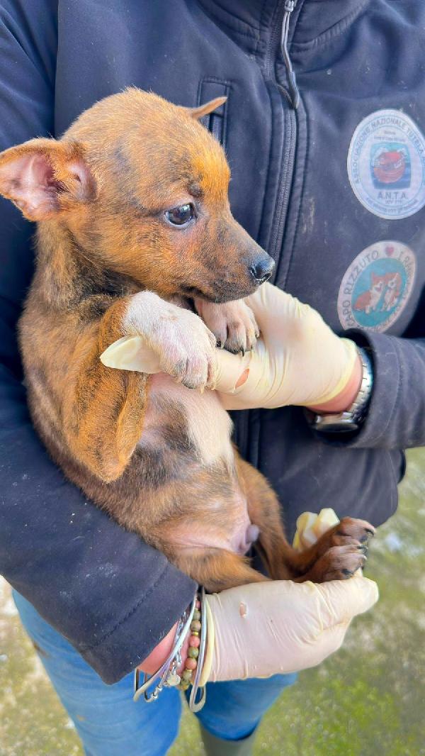 Kiko...un Batuffolo Di Due Mesi 💖