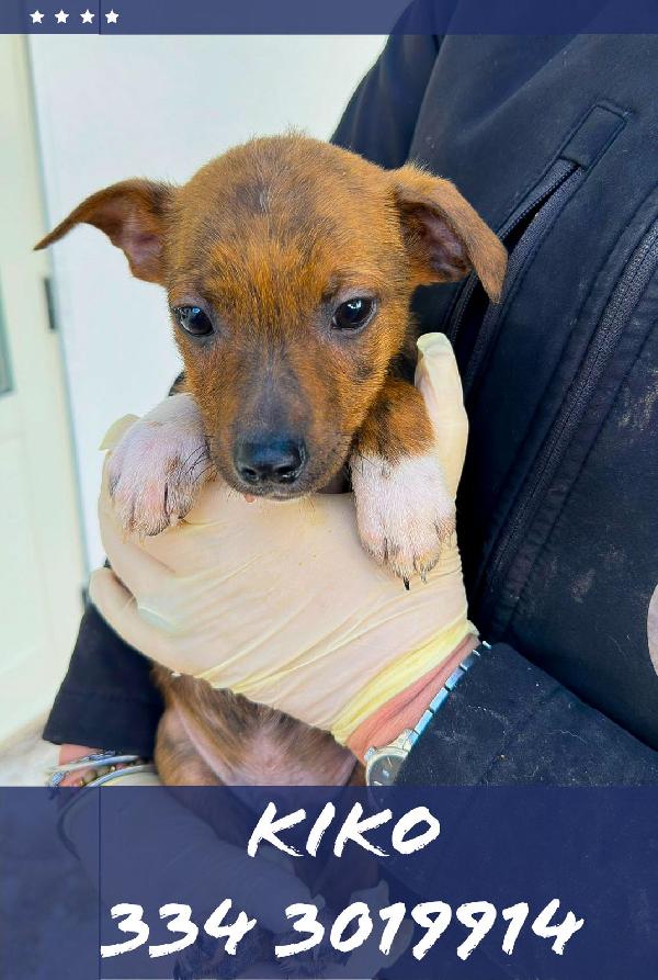 Kiko...un batuffolo di due mesi 💖 Foto 2