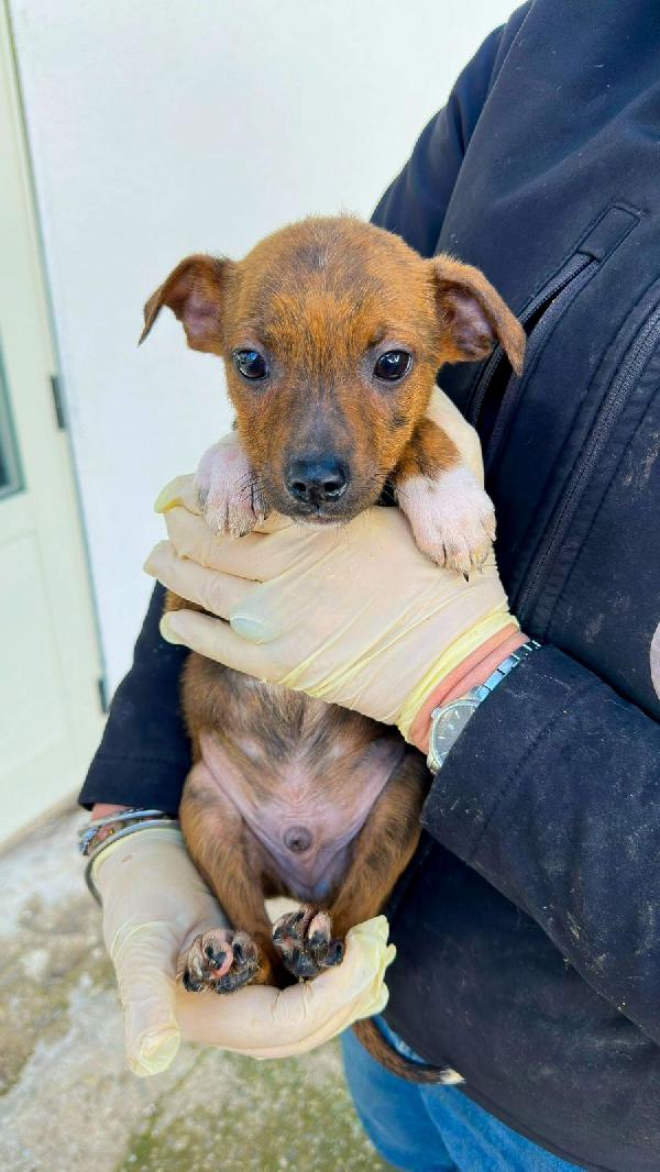 Kiko...un batuffolo di due mesi 💖 Foto 3