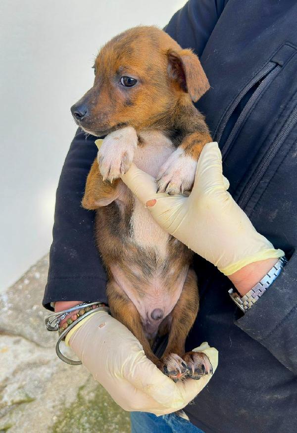 Kiko...un batuffolo di due mesi 💖 Foto 5