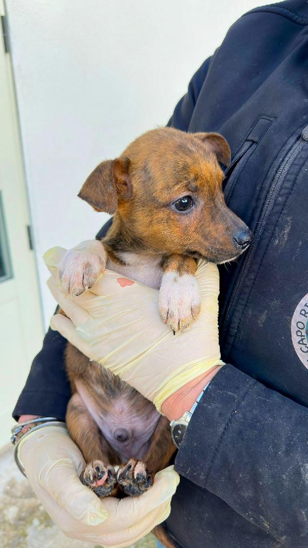 Kiko, la dolcezza di un cucciolotto 💘 Foto 4