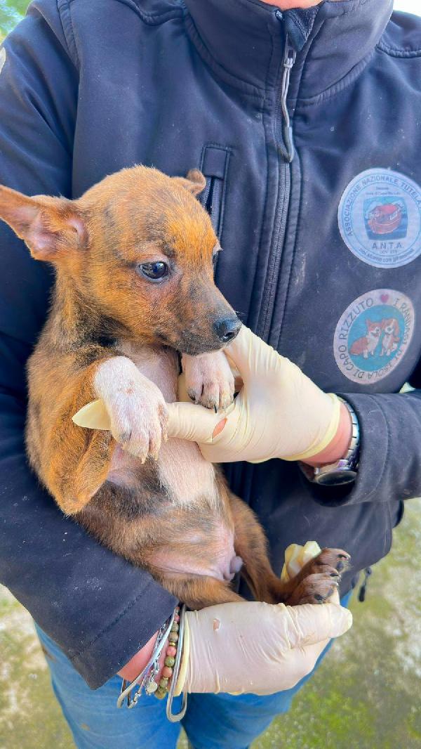 Kiko, la dolcezza di un cucciolotto 💘 Foto 5