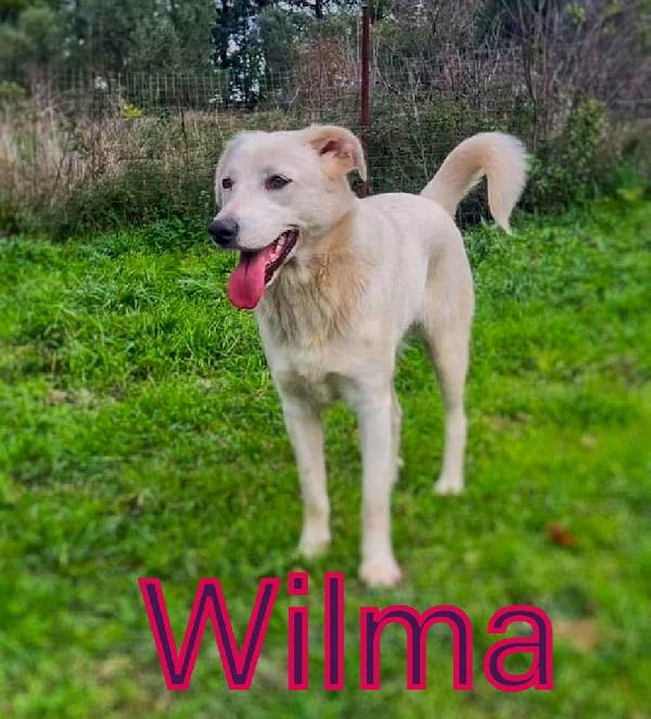 Wilma...due anni di eleganza Foto 3