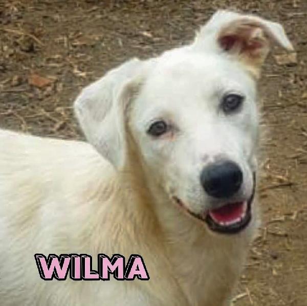 Wilma, Occhi Che Incantano