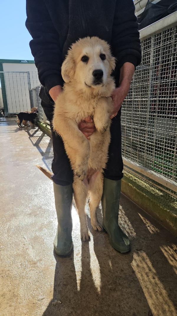 Pesca Cerca Adozione O Stallo Casalingo 