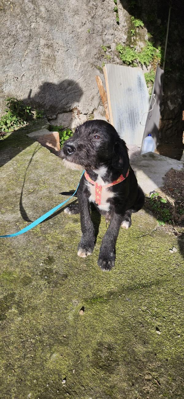 LUNA ASPETTA UNA MAMMA  Foto 3