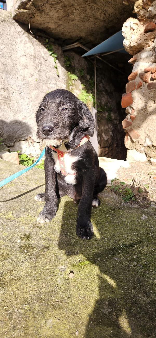 SOLE ASPETTA UNA MAMMA  Foto 3