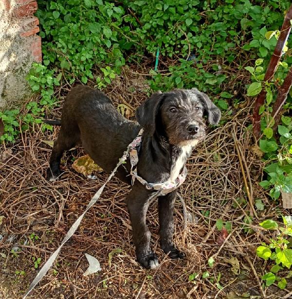 SOLE ASPETTA UNA MAMMA  Foto 4