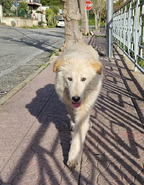 AKI MIX GOLDEN Foto 2