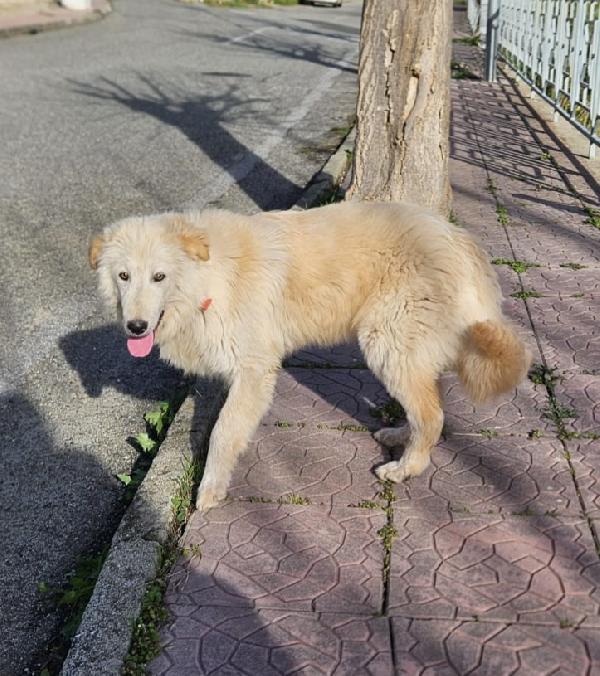 AKI MIX GOLDEN Foto 3