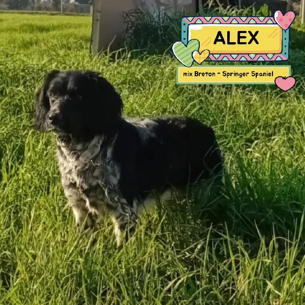 Alex Mix Breton - Springer Spaniel Cerca Casa - 8 Mesi In Adozione 