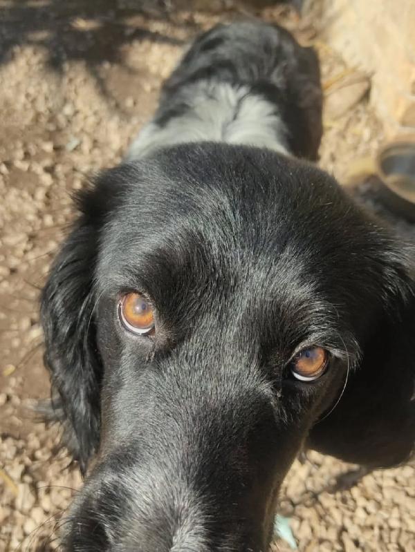 ALEX mix breton - springer spaniel cerca casa - 8 mesi in adozione  Foto 2