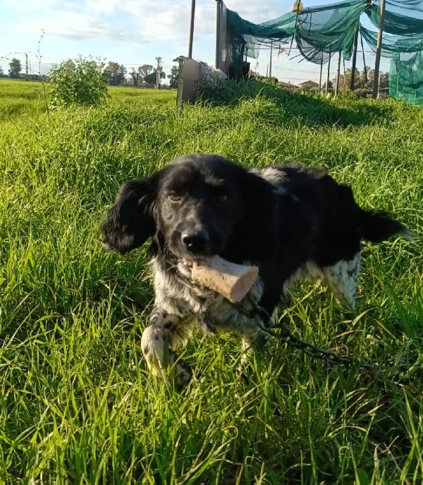 ALEX mix breton - springer spaniel cerca casa - 8 mesi in adozione  Foto 4