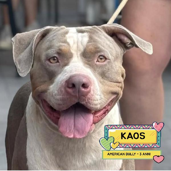 Kaos American Bully Xl 3 Anni Cerca Casa - In Adozione 