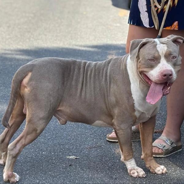 KAOS american bully XL 3 anni cerca casa - in adozione  Foto 2