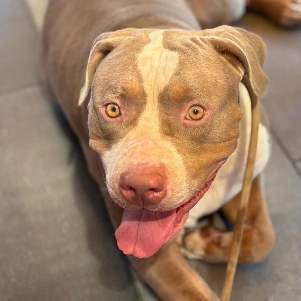 KAOS american bully XL 3 anni cerca casa - in adozione  Foto 3