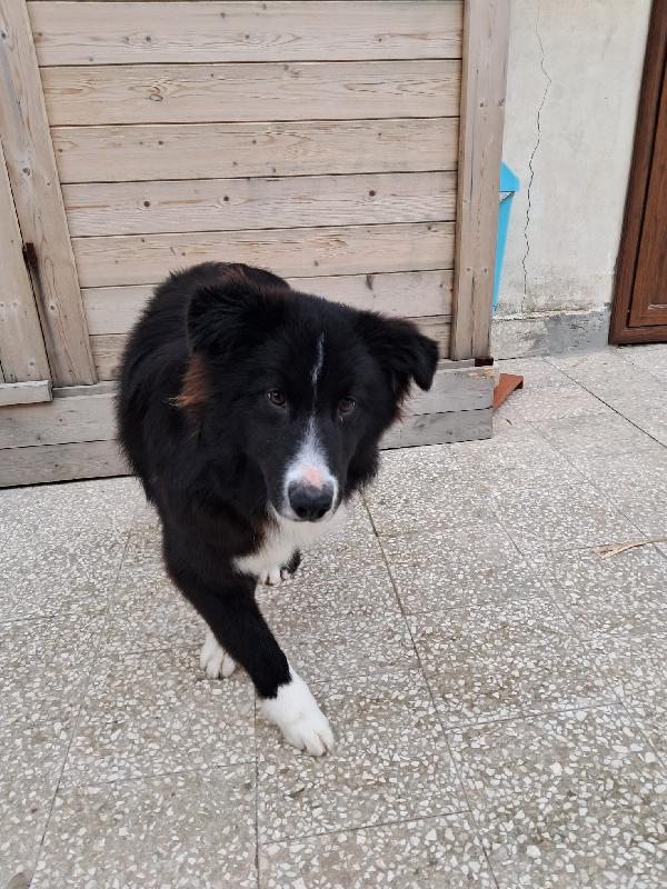 Pepe, Cucciolo Di Border Collie In Adozione Gratuita 