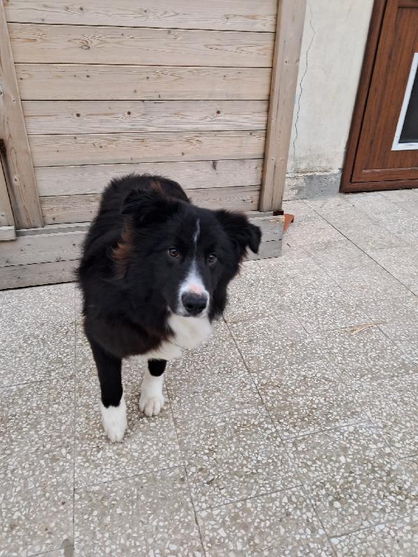 Pepe, cucciolo di border collie in adozione gratuita  Foto 2
