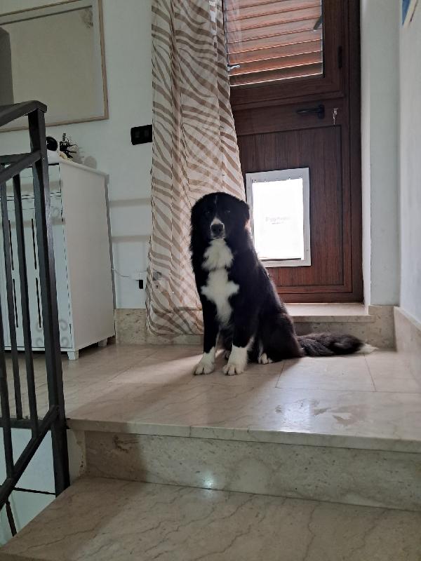 Pepe, cucciolo di border collie in adozione gratuita  Foto 3