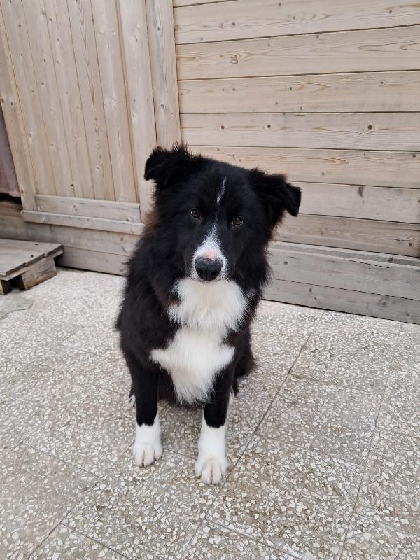 Pepe, cucciolo di border collie in adozione gratuita  Foto 5