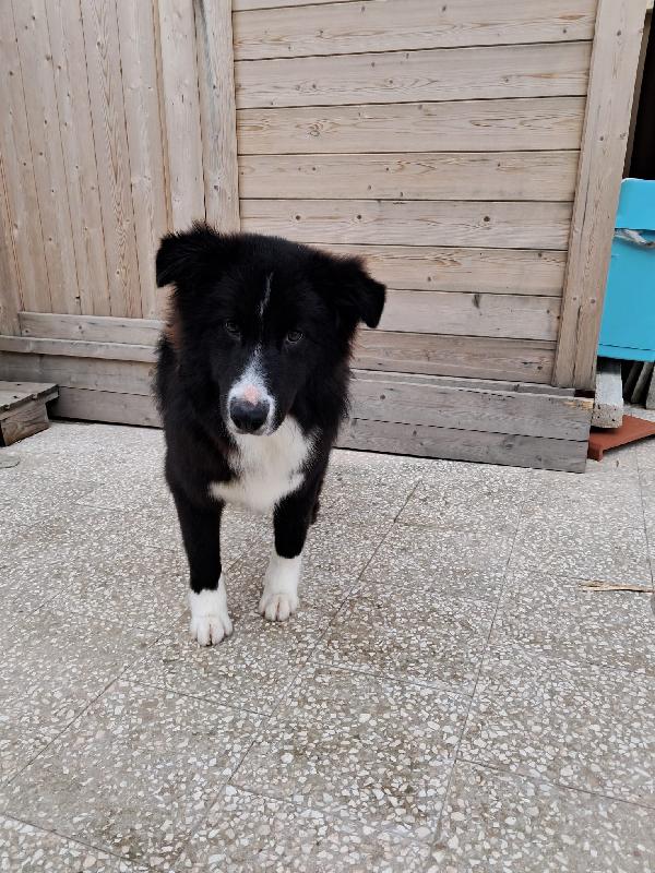 Pepe, cucciolo di border collie in adozione gratuita  Foto 6