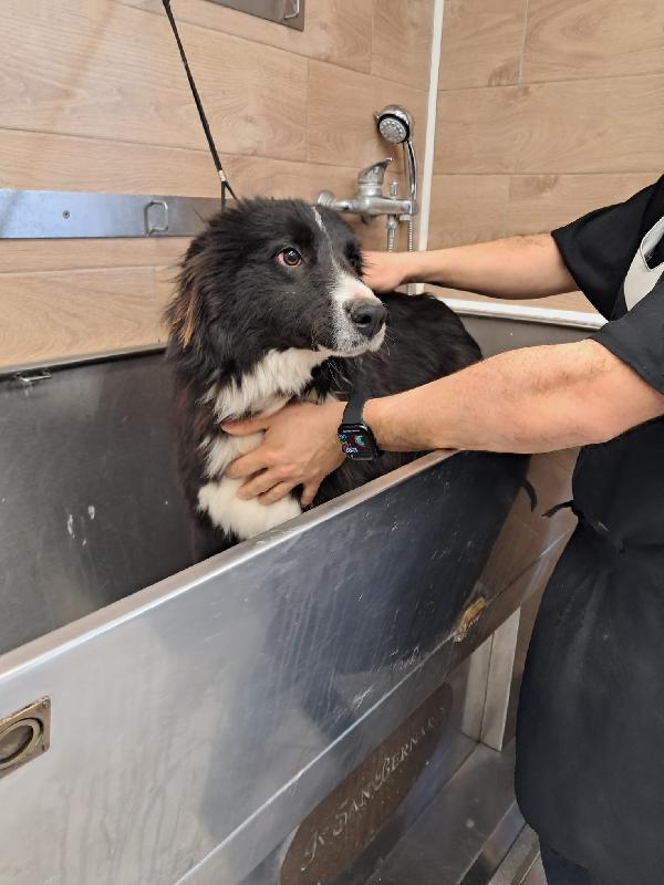 Pepe, cucciolo di border collie in adozione gratuita  Foto 7