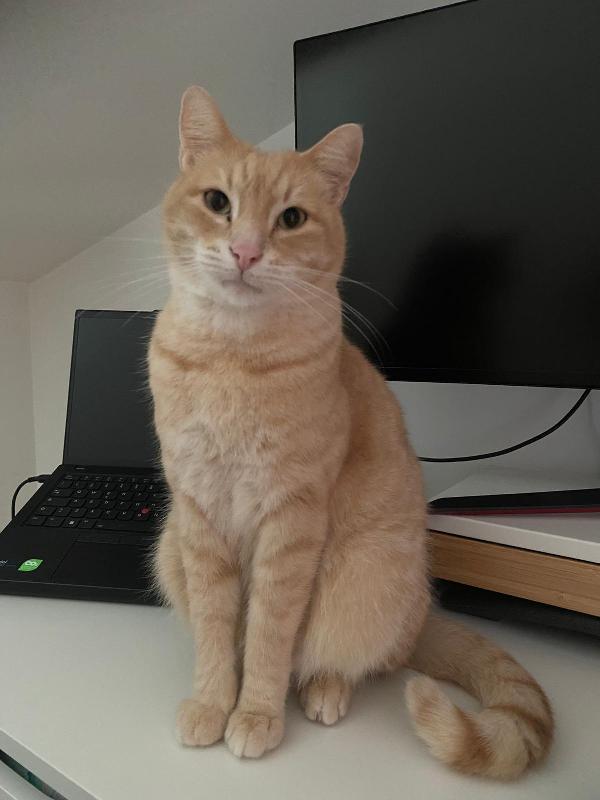 Simba: Micio Cipria Di 3 Anni Cerca Famiglia