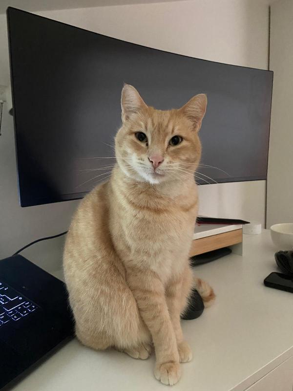 SIMBA: MICIO CIPRIA DI 3 ANNI CERCA FAMIGLIA Foto 2