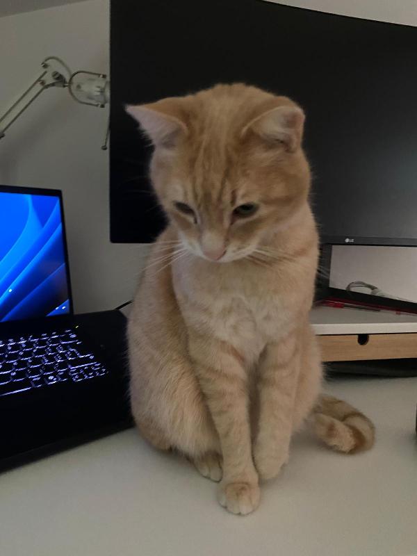 SIMBA: MICIO CIPRIA DI 3 ANNI CERCA FAMIGLIA Foto 3