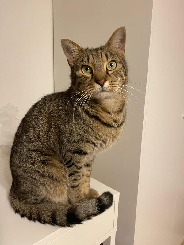 Marty: Micio Tigrato Di 3 Anni Cerca Famiglia