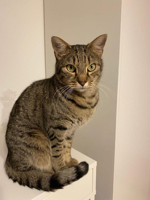 MARTY: MICIO TIGRATO DI 3 ANNI CERCA FAMIGLIA Foto 2