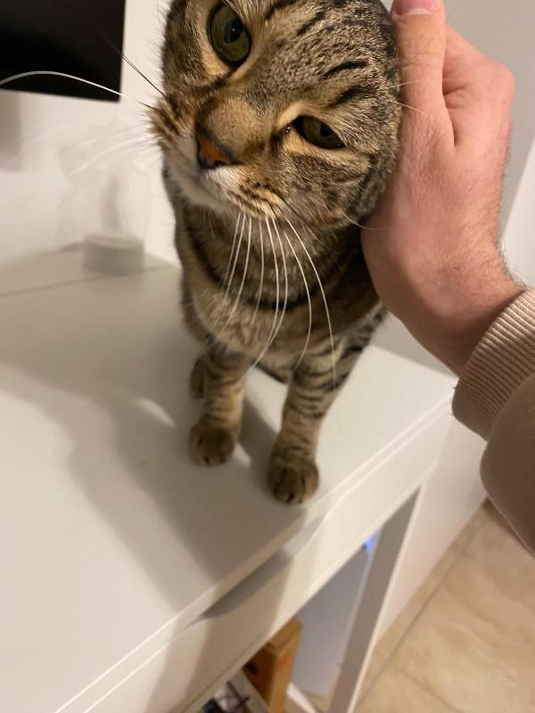 MARTY: MICIO TIGRATO DI 3 ANNI CERCA FAMIGLIA Foto 3