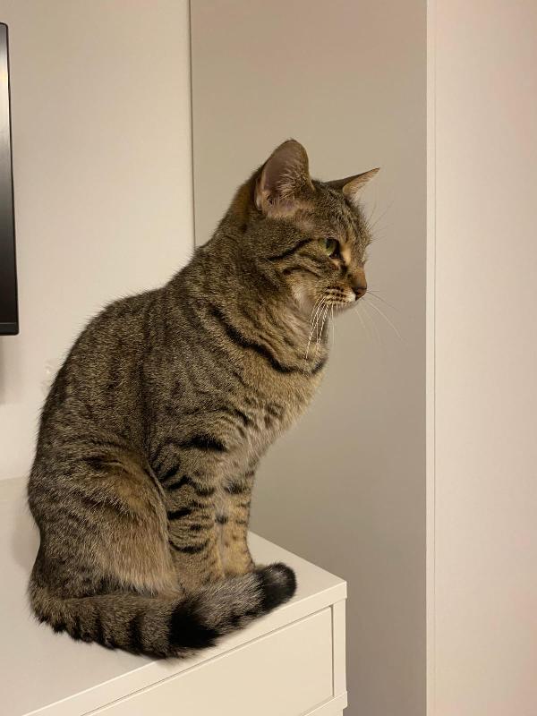 MARTY: MICIO TIGRATO DI 3 ANNI CERCA FAMIGLIA Foto 4