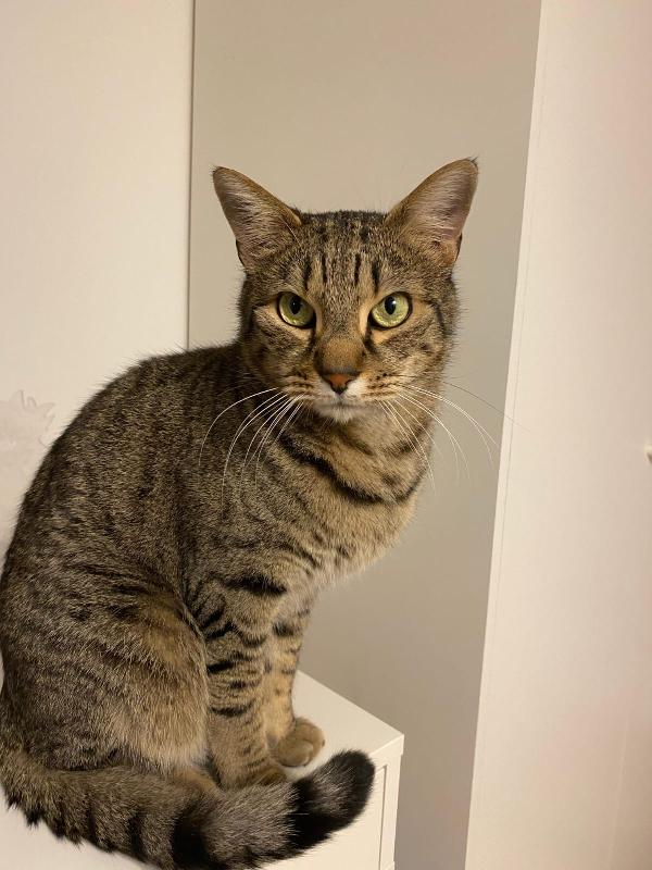 MARTY: MICIO TIGRATO DI 3 ANNI CERCA FAMIGLIA Foto 5