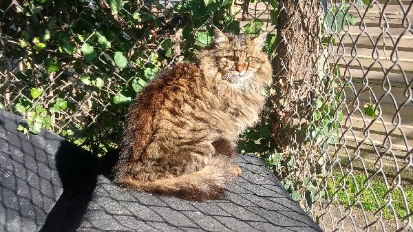 Ester: Micia Tigrata Dib6 Anni Pelo Lungo Cerca Famiglia