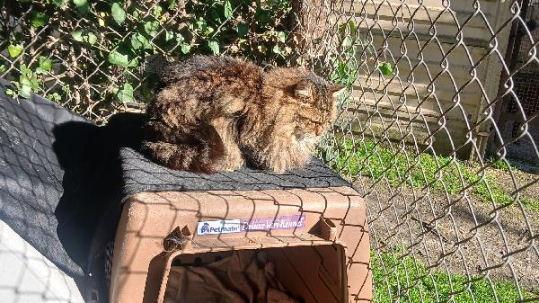 ESTER: MICIA TIGRATA DIB6 ANNI PELO LUNGO CERCA FAMIGLIA Foto 3