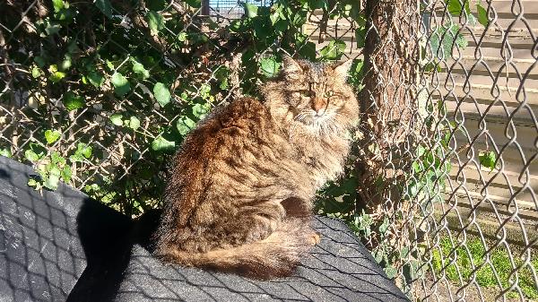 ESTER: MICIA TIGRATA DIB6 ANNI PELO LUNGO CERCA FAMIGLIA Foto 4