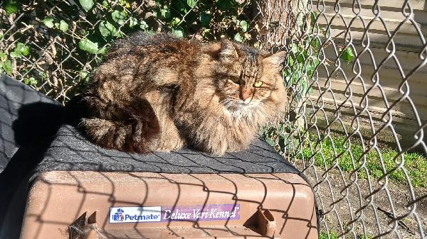 ESTER: MICIA TIGRATA DIB6 ANNI PELO LUNGO CERCA FAMIGLIA Foto 6