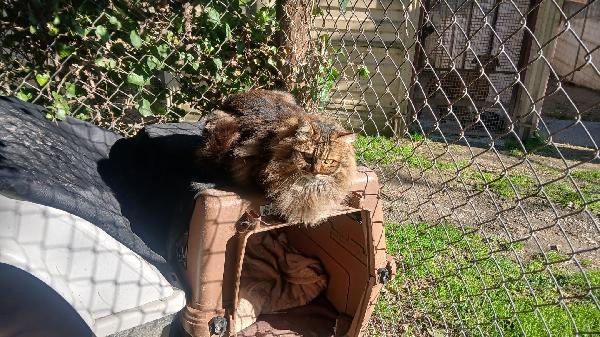 ESTER: MICIA TIGRATA DIB6 ANNI PELO LUNGO CERCA FAMIGLIA Foto 7