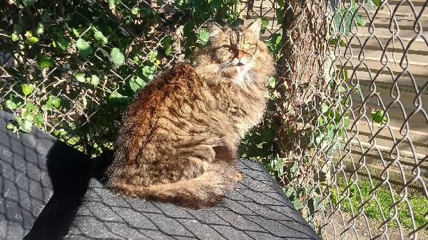 ESTER: MICIA TIGRATA DIB6 ANNI PELO LUNGO CERCA FAMIGLIA Foto 8