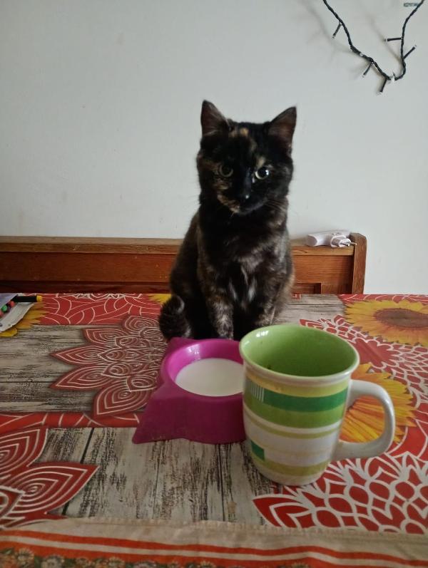 Tarta: Micina Di 4 Mesi Cerca Famiglia