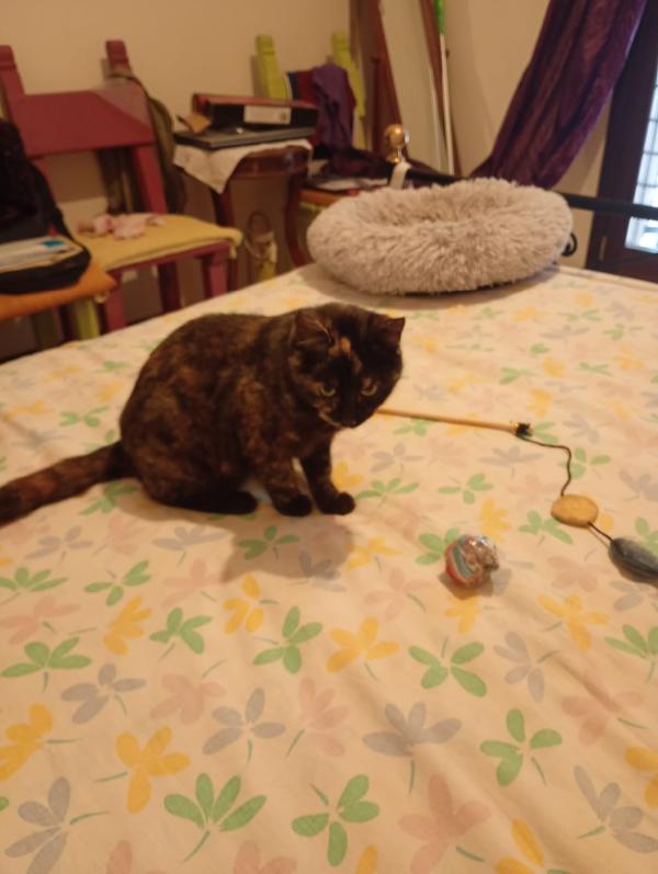 TARTA: MICINA DI 4 MESI CERCA FAMIGLIA Foto 3