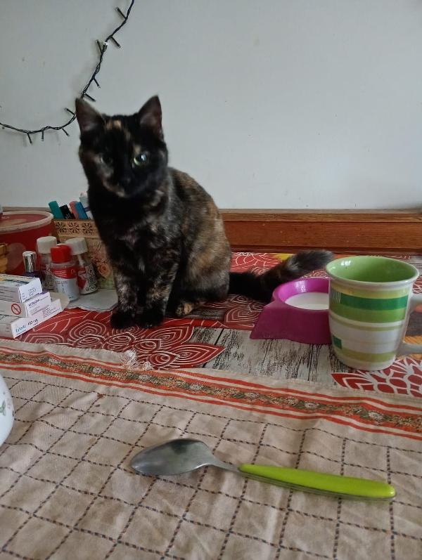 TARTA: MICINA DI 4 MESI CERCA FAMIGLIA Foto 4