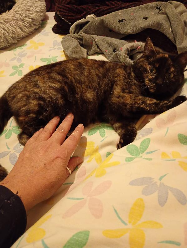 TARTA: MICINA DI 4 MESI CERCA FAMIGLIA Foto 6