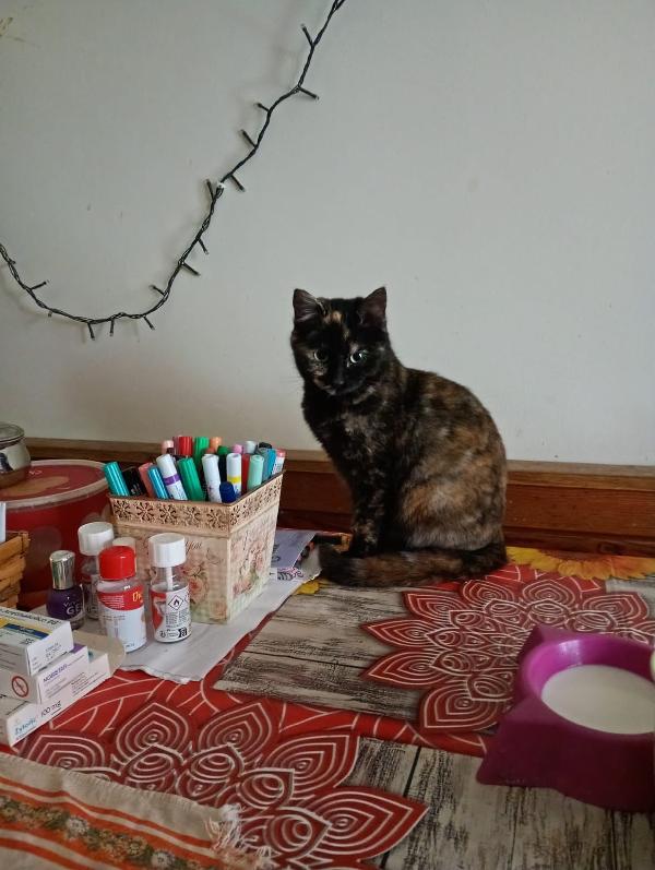 TARTA: MICINA DI 4 MESI CERCA FAMIGLIA Foto 8